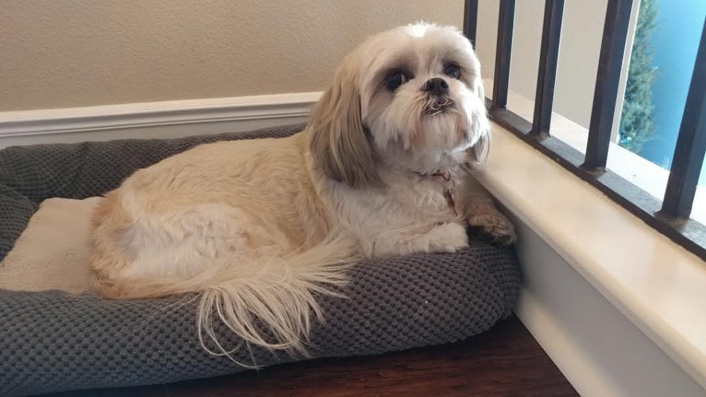 Buttercup the dog enjoying her spot on the new wood floors