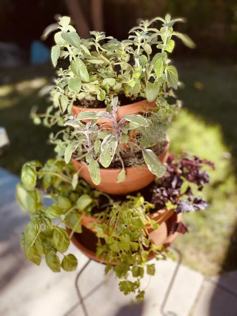 Plants in pots