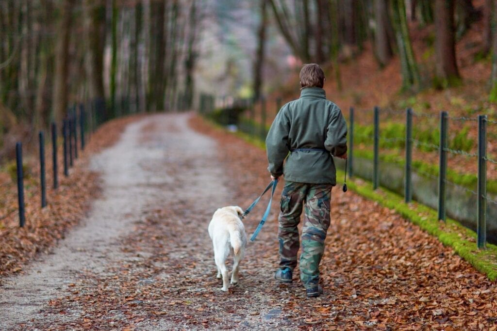 woman and dog walking down a quiet country road with trees 